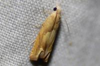 Eucosma conterminana