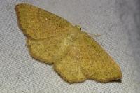 Cyclophora ruficiliaria