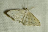 Idaea seriata