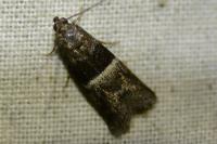 Elegia atrifasciella