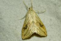 Evergestis forficalis