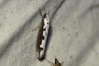 Ethmia bipunctella