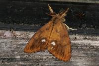 Orgyia antiqua