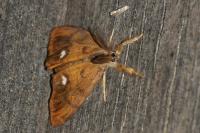 Orgyia antiqua