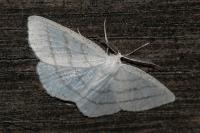 Cabera pusaria
