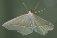 Campaea margaritaria