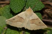 Crocallis elinguaria