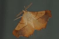 Ennomos fuscantaria
