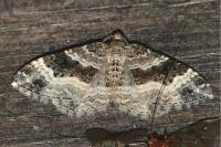 Epirrhoe alternata