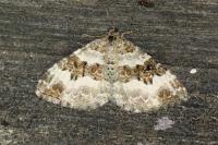 Epirrhoe rivata