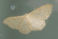 Idaea straminata