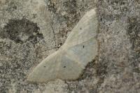 Scopula immutata