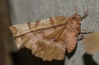 Selenia lunularia