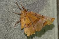 Selenia lunularia
