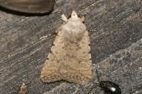 Caradrina clavipalpis