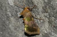 Diachrysia chrysitis