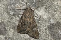 Mamestra brassicae