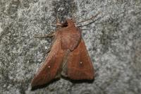 Mythimna albipuncta