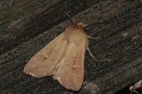 Mythimna ferrago