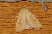 Mythimna vitellina