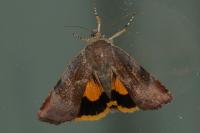 Noctua janthe/janthina
