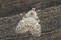 Meganola strigula
