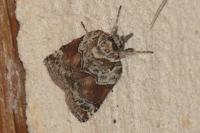 Nycteola siculana