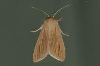 Mythimna pallens
