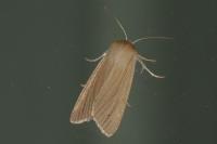 Mythimna pallens