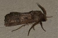 Agrotis bigramma