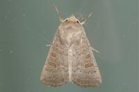 Hoplodrina ambigua