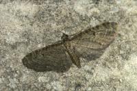 Eupithecia virgaureata