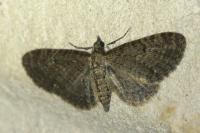 Eupithecia virgaureata