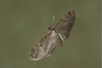 Eupithecia virgaureata
