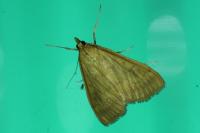 Ostrinia nubilalis
