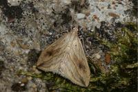 Evergestis forficalis