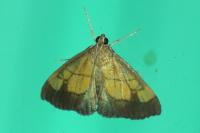 Evergestis limbata