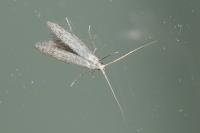 Coleophora hemerobiella