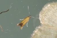 Coptotriche marginea