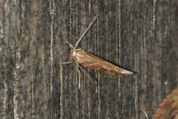 Pyroderces argyrogrammos