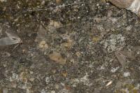 Acentria ephemerella