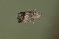 Cydia splendana