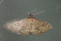 Anania verbascalis