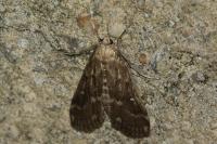 Parapoynx stratiotata