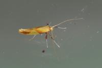 Caloptilia