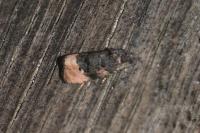 Metendothenia atropunctana