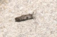 Paraswammerdamia albicapitella