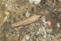 Pediasia contaminella