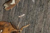 Phyllonorycter