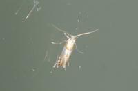 Phyllonorycter roboris